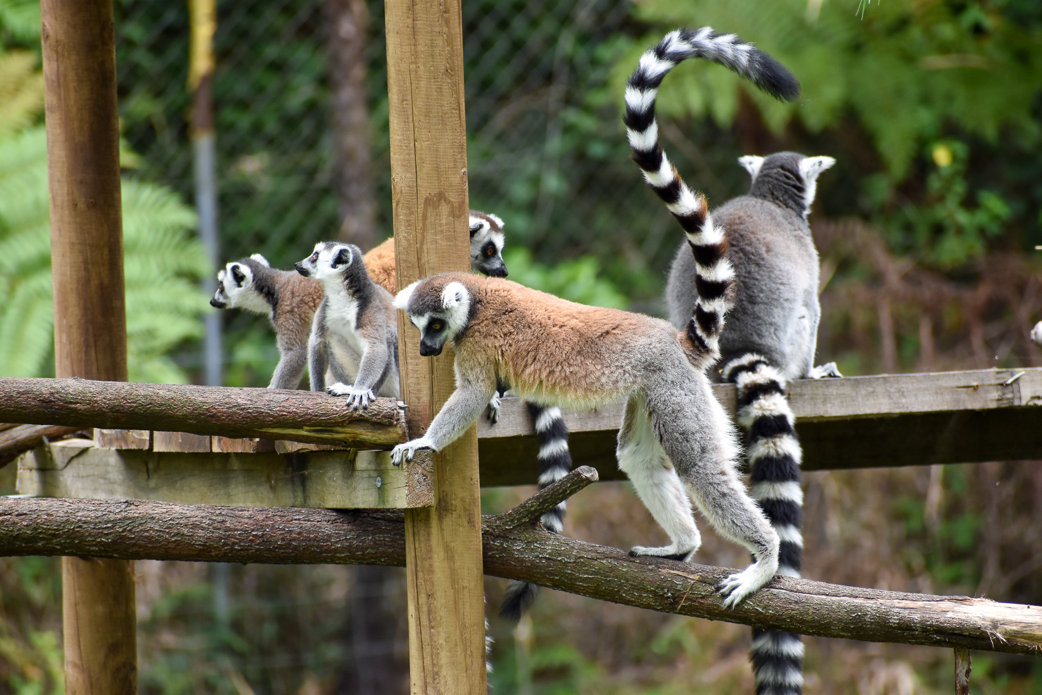 Ring-tailed Lemurs (Lemur catta)