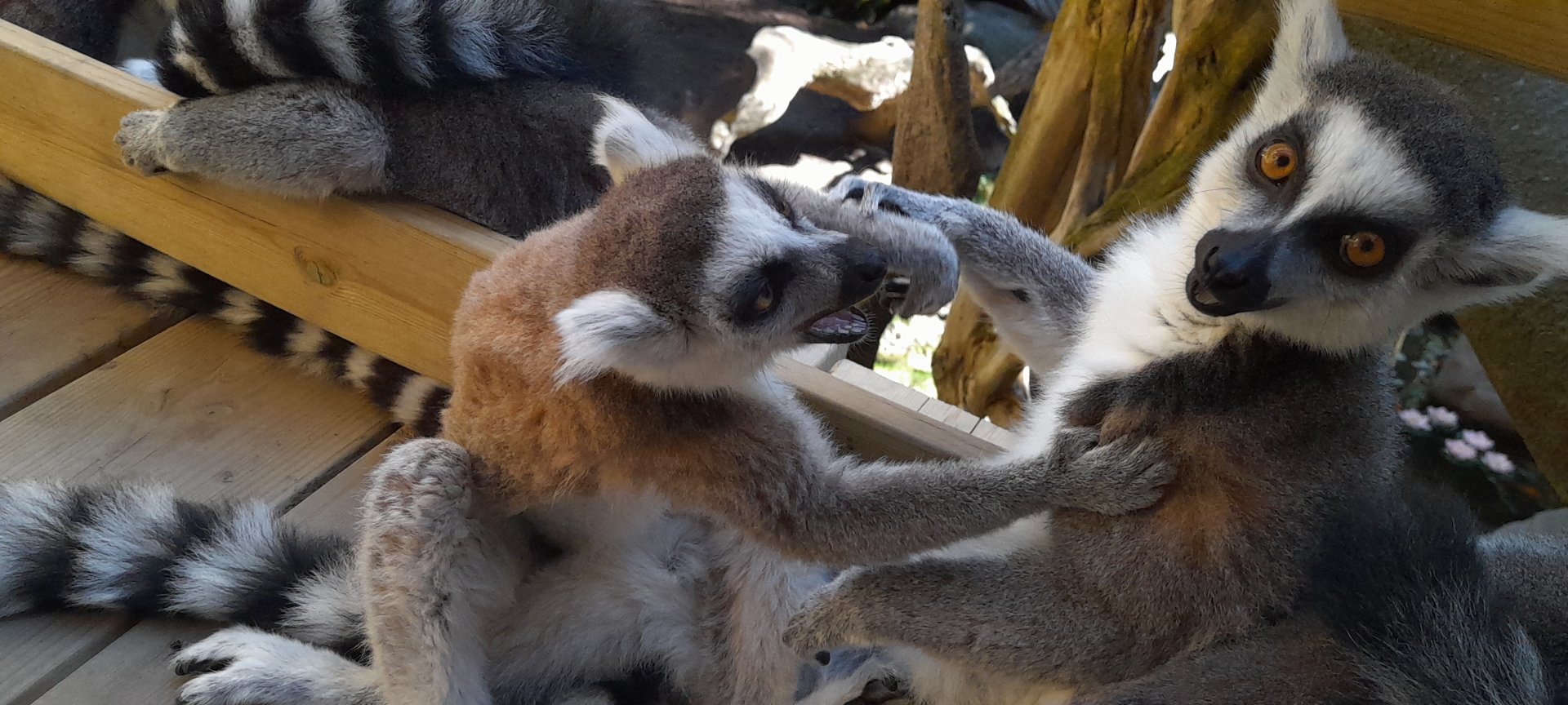 Ring tailed lemurs (Lemur catta)