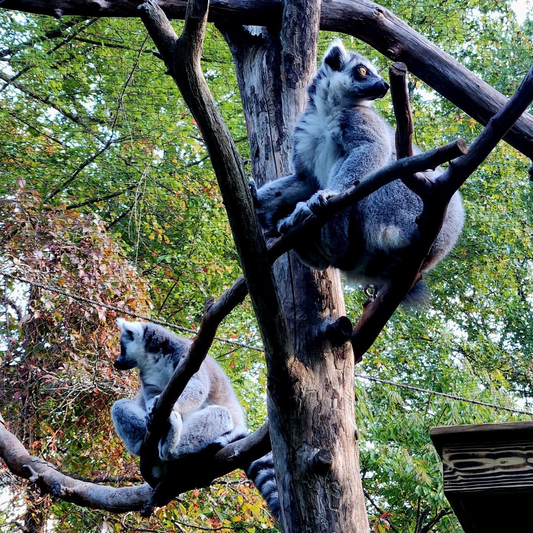 Ring-Tailed Lemurs (Lemur catta)