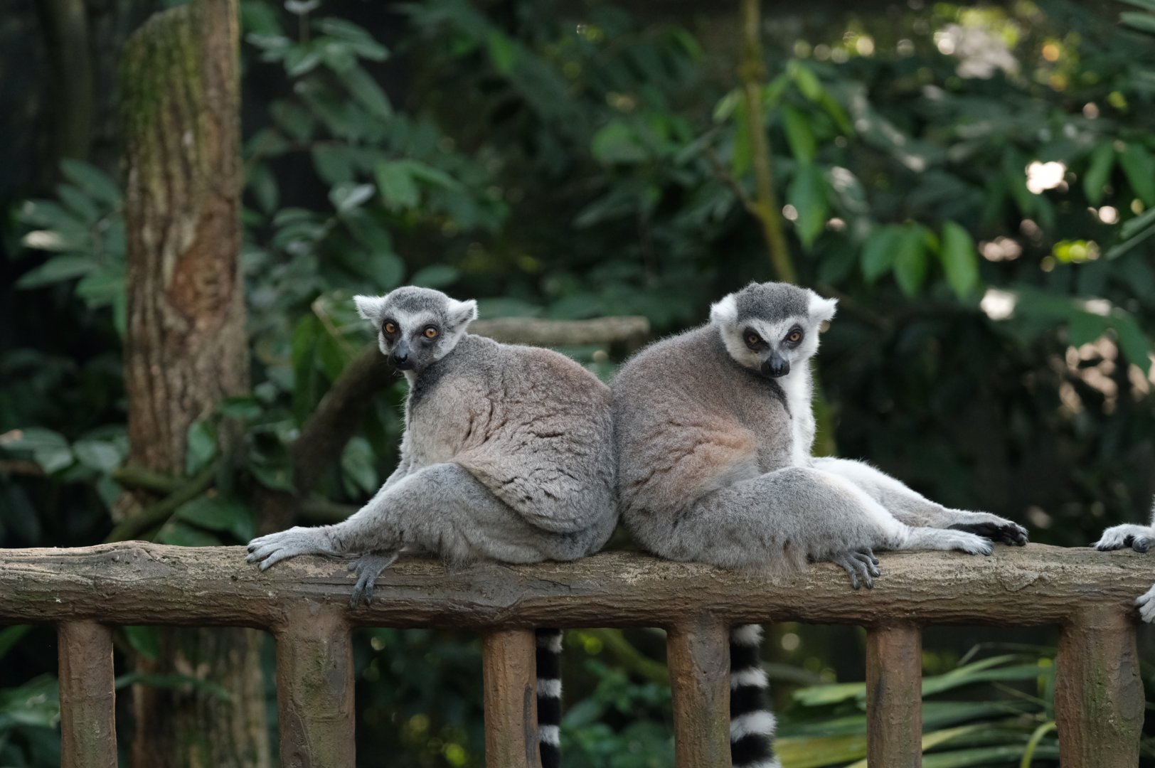 Ring-tailed Lemurs (Lemur catta)