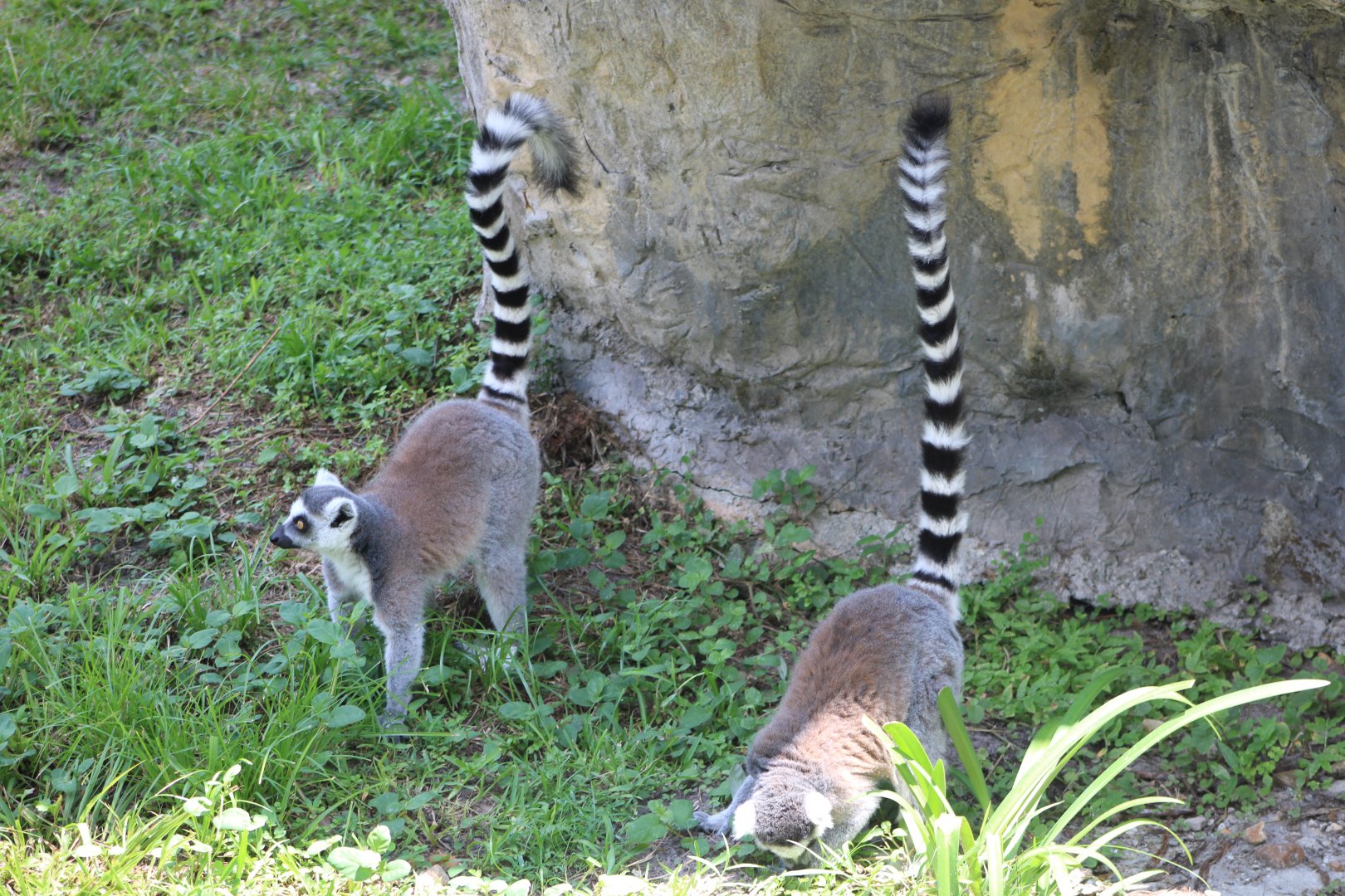 Ring-Tailed Lemurs (Lemur catta)