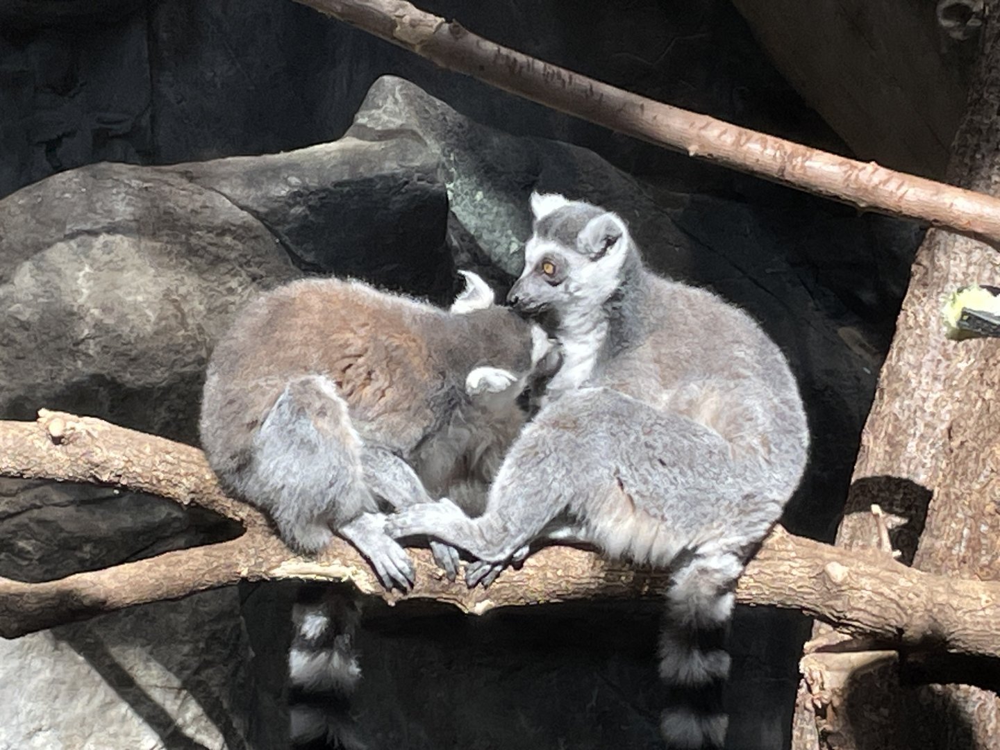 Ring-Tailed Lemurs - Minnesota Zoo, 3/13/25