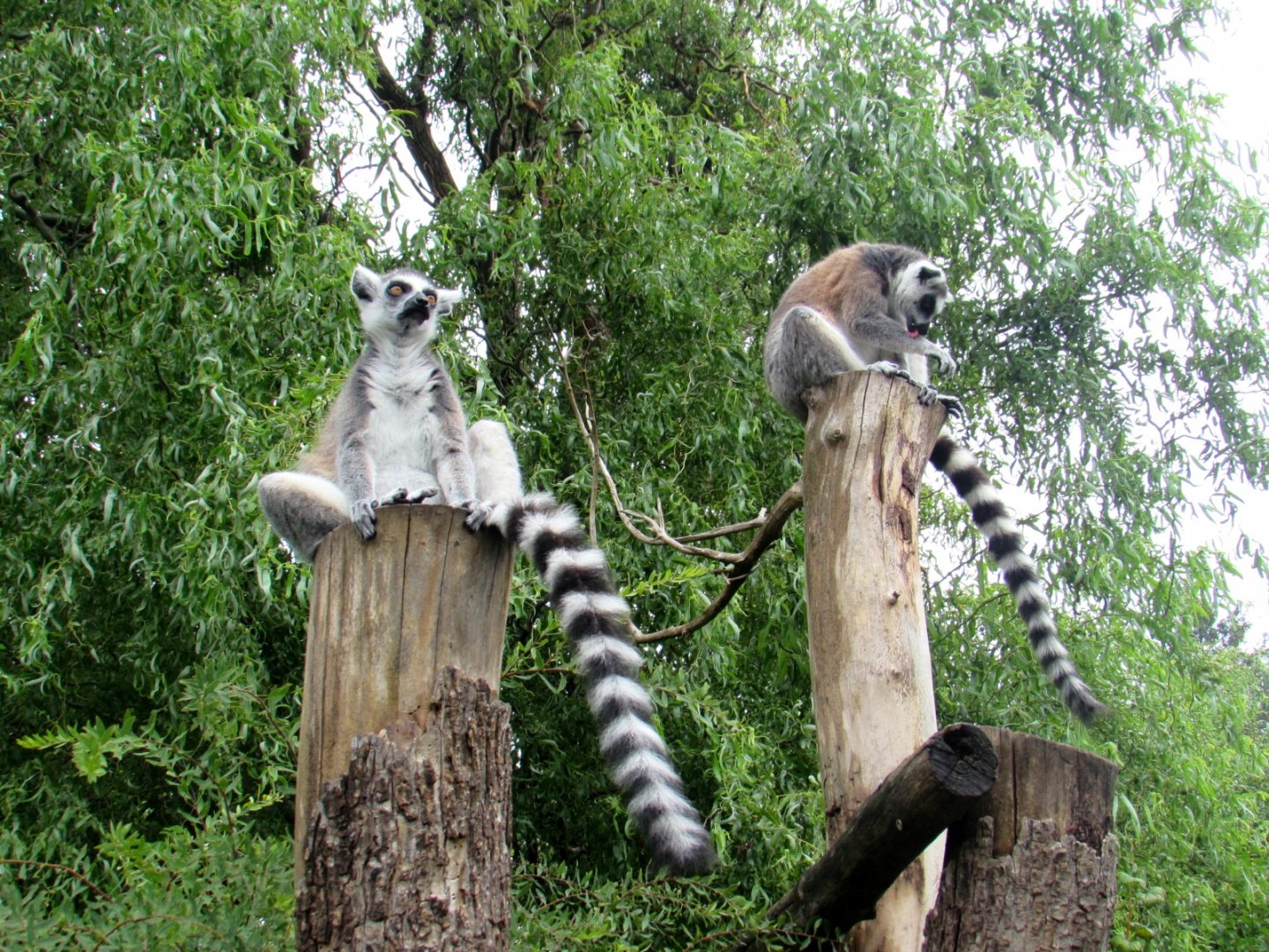 Ring-tailed Lemurs on the walktrough island