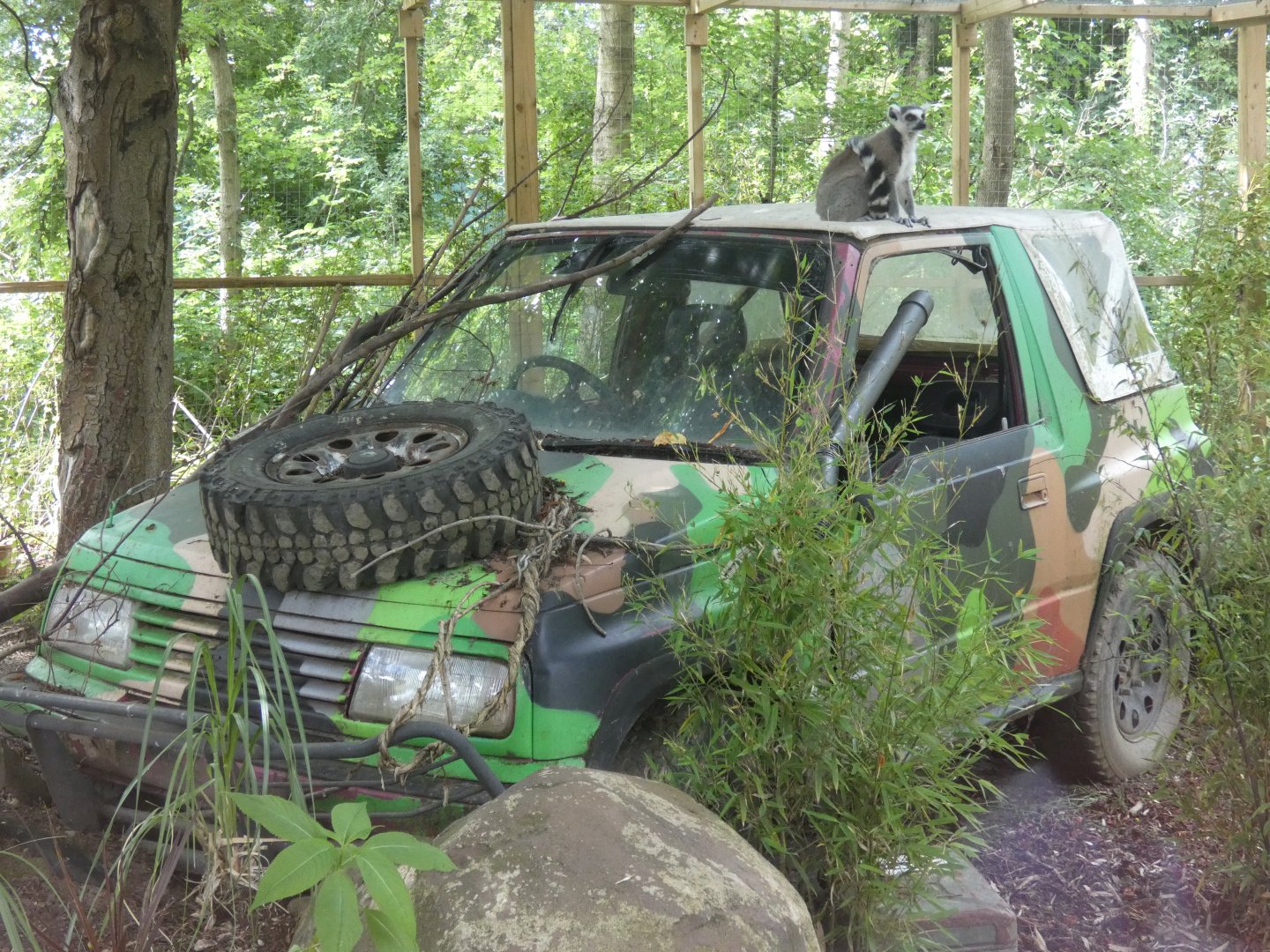 Ring-tailed lemurs on-top of car