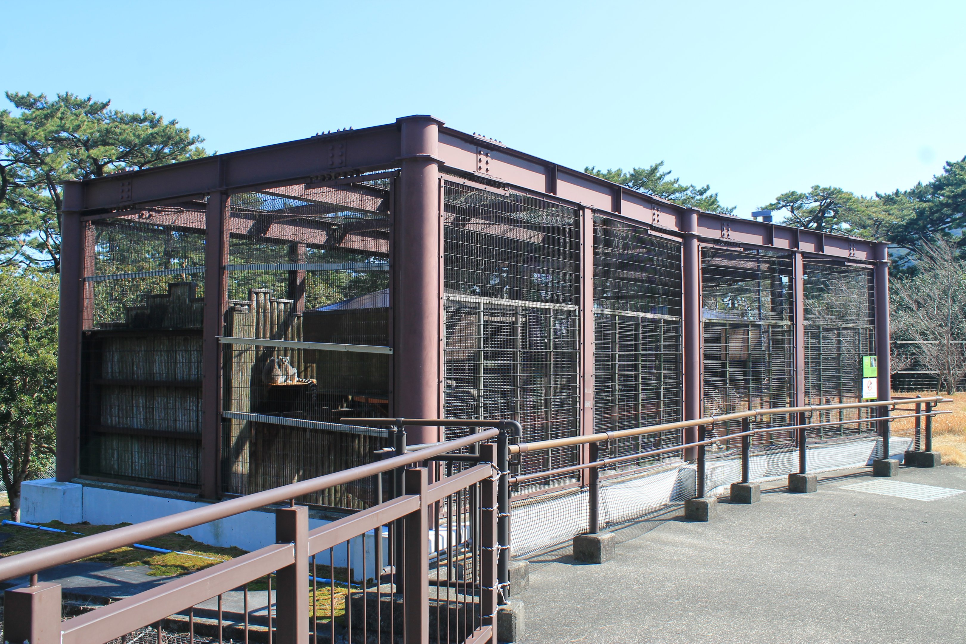 Ring-tailed Lemurs - Oshima Park Zoo