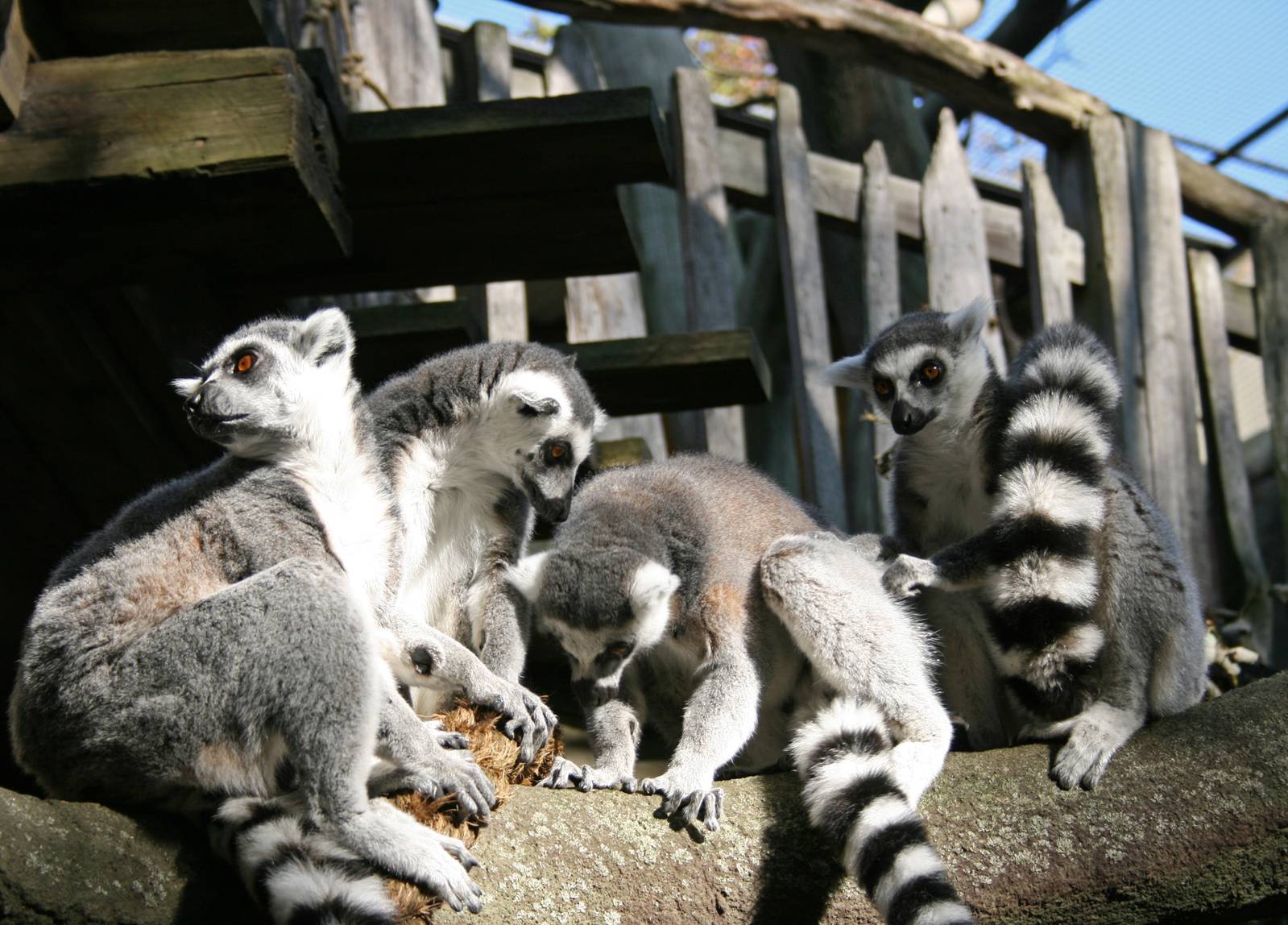 Ring-tailed lemurs - Skansen-Akvariet