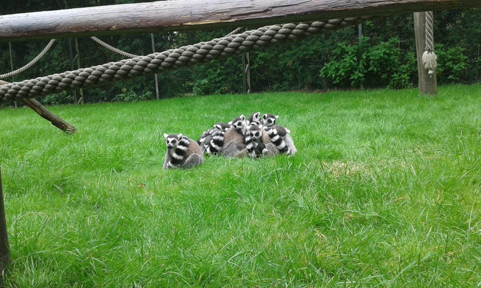 Ring tailed lemurs sleeping- 2015