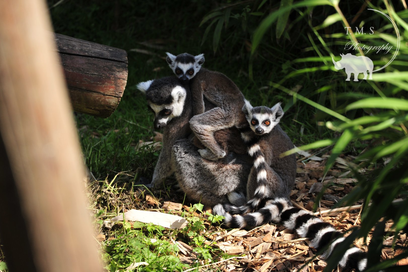 Ring-tailed Lemurs twins
