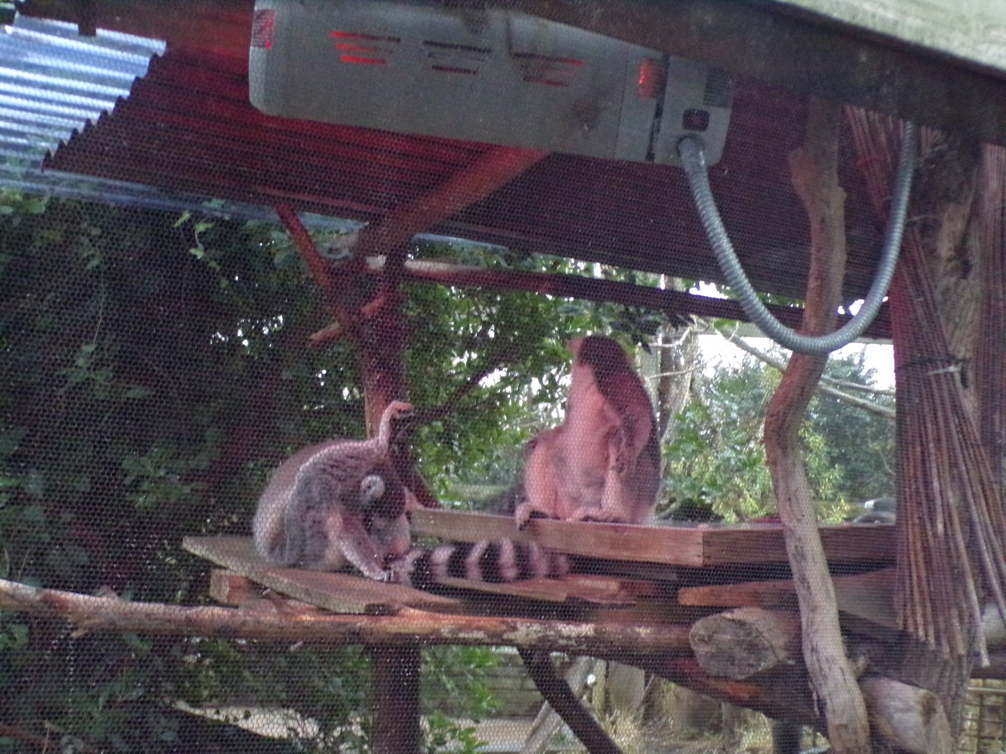 Ring-tailed lemurs under heated lamp 11.2.25