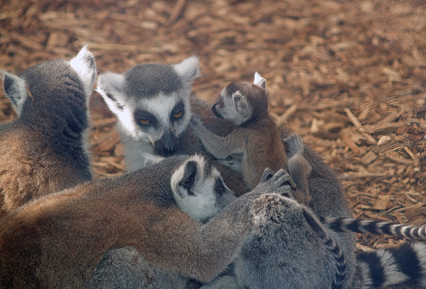 Ring-tailed lemurs with baby (Lemur catta), 2007-04-01