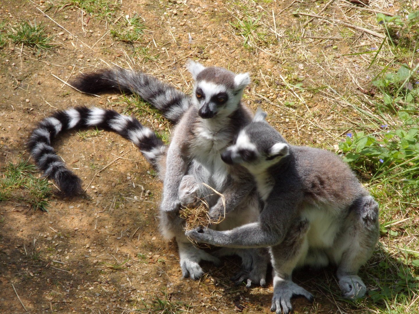 Ring-tailed lemurs with food 17.7.24