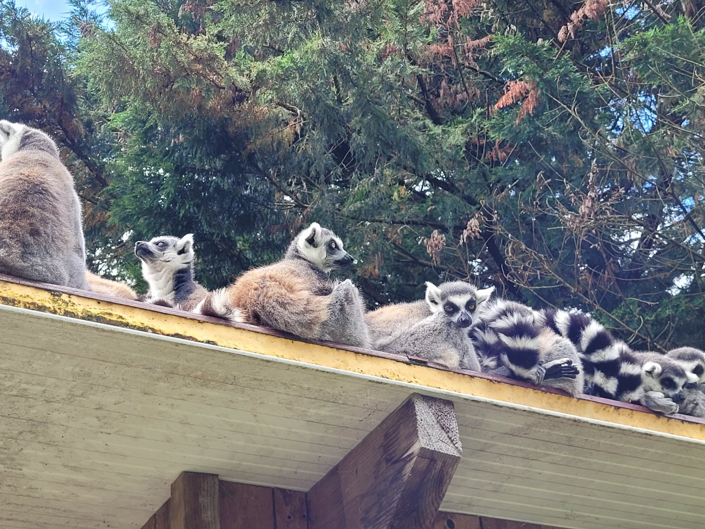 Ring-tailed lemurs -Zoo du bassin d'Arcachon (2024)