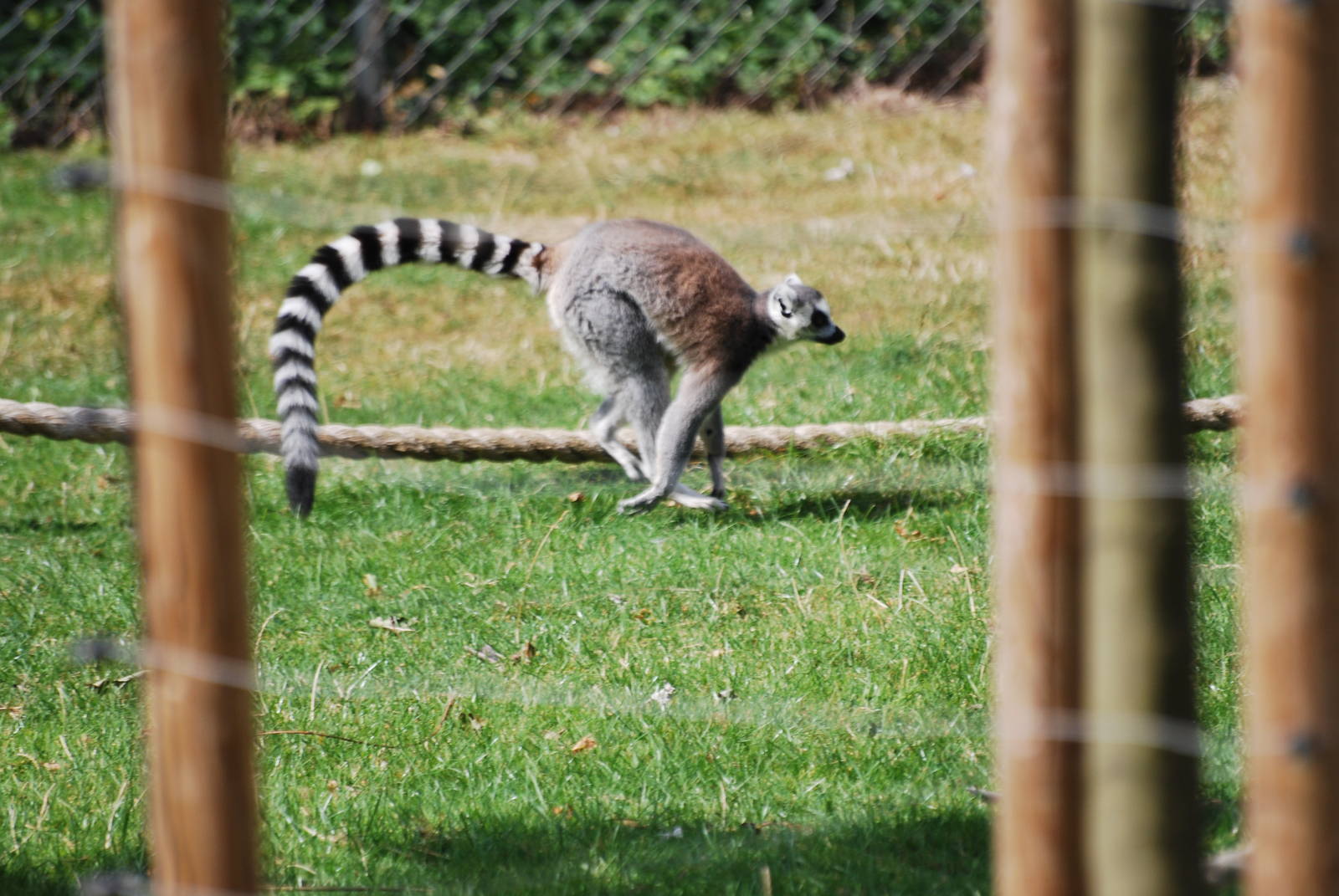 Ring-tailed lemurs