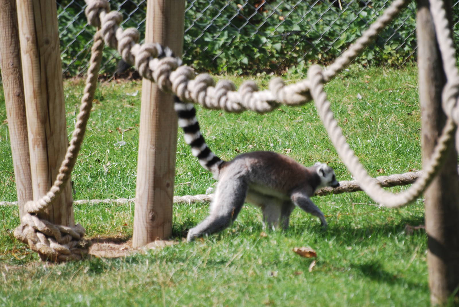Ring-tailed lemurs