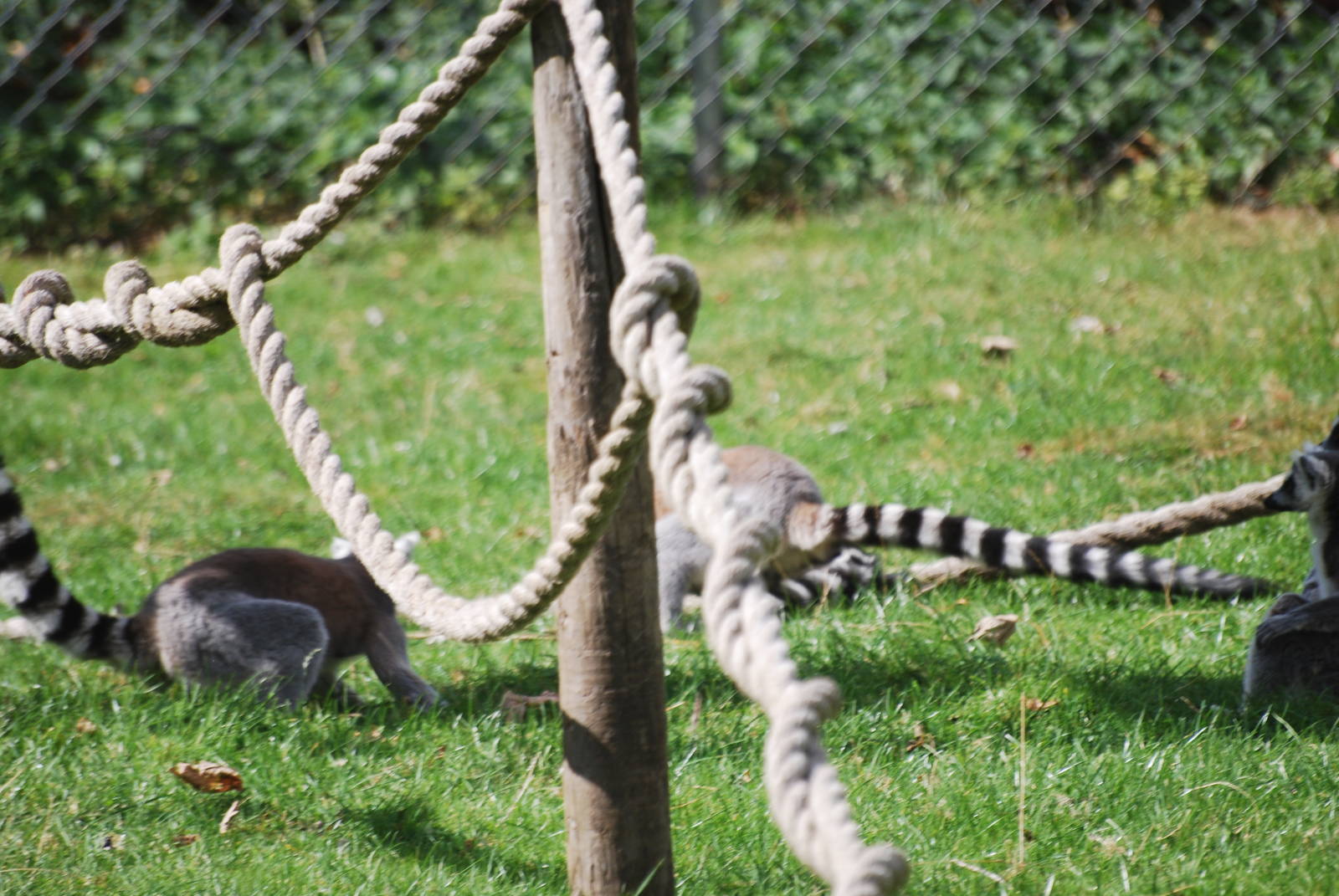 Ring-tailed lemurs