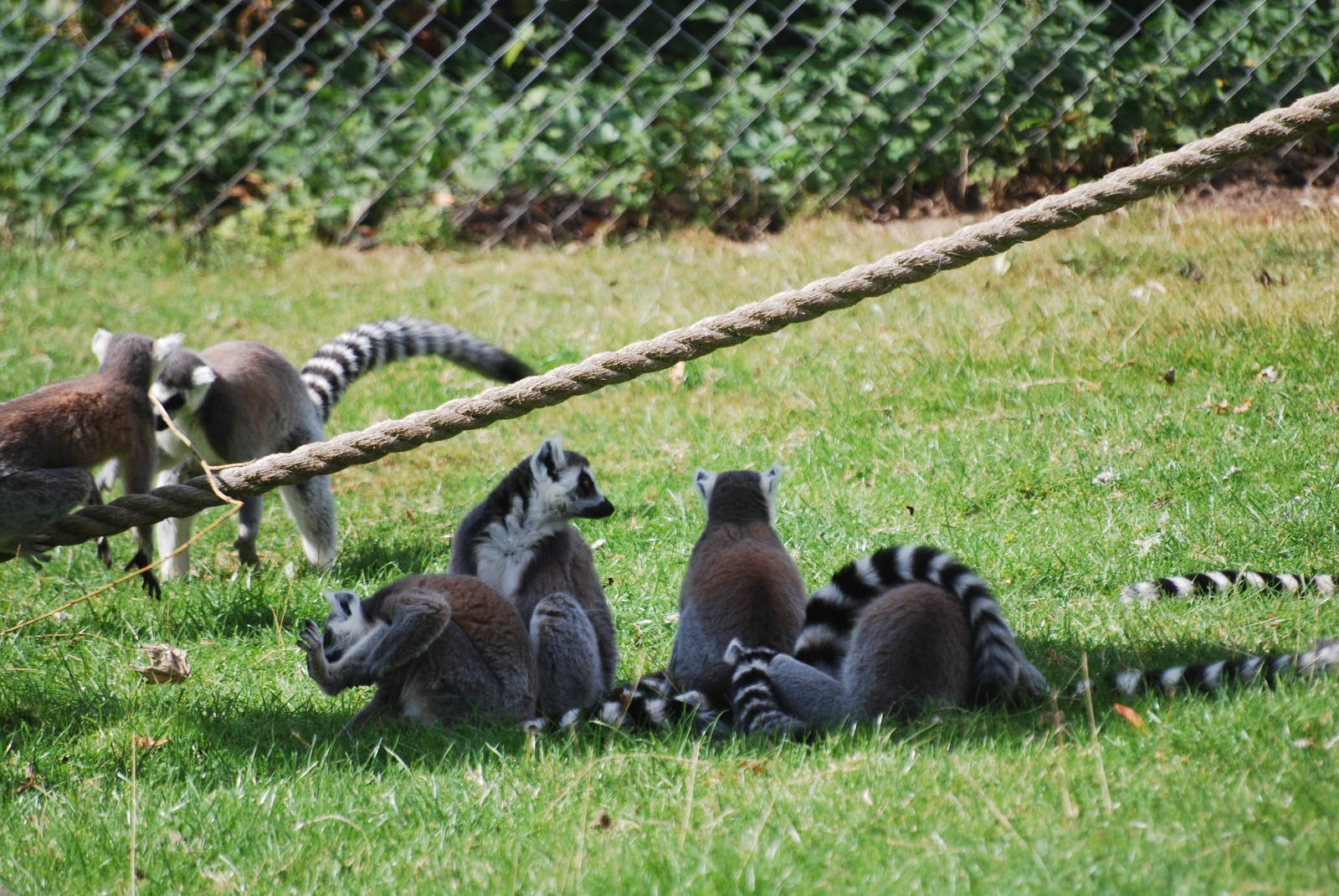 Ring-tailed lemurs