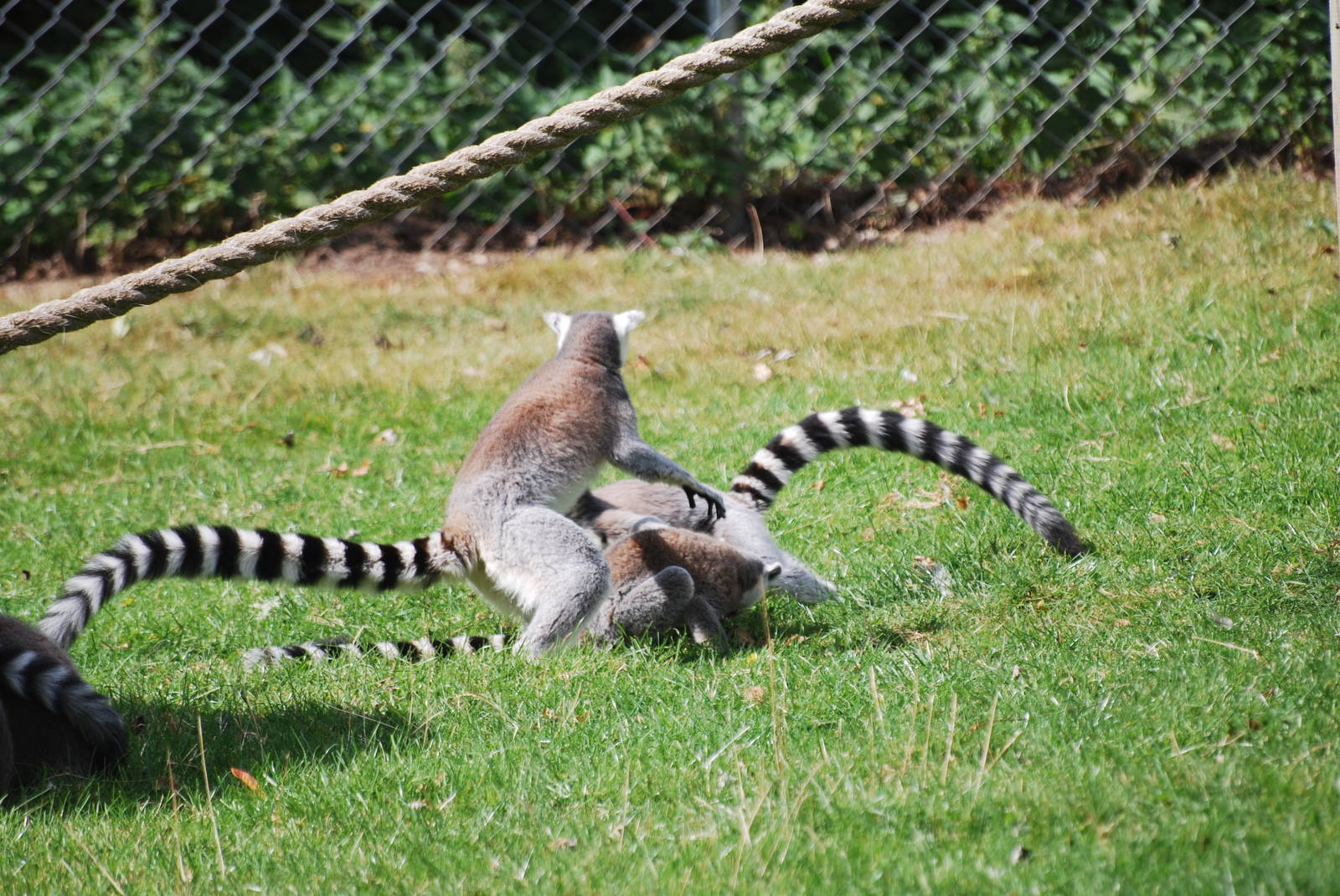 Ring-tailed lemurs