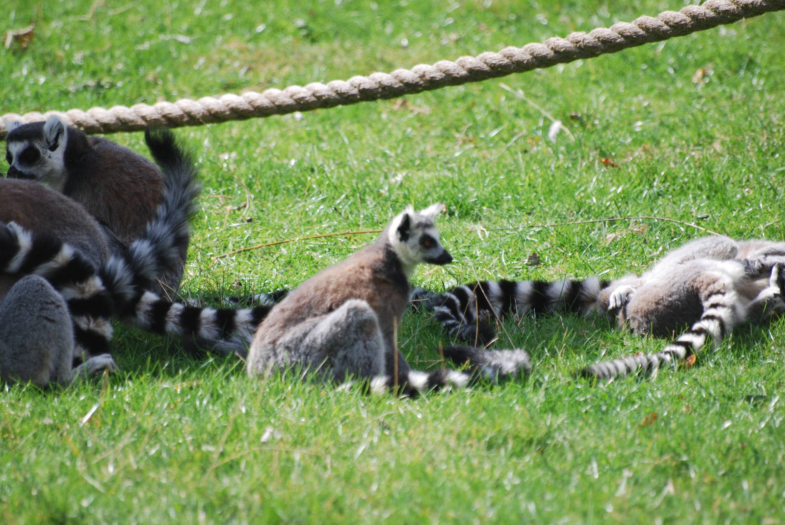 Ring-tailed lemurs