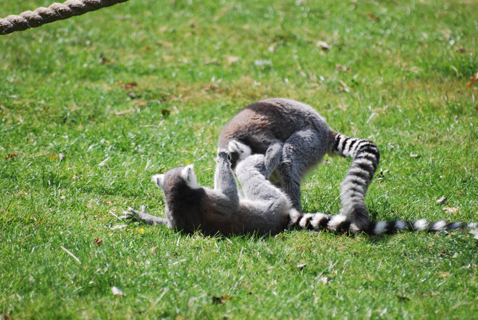Ring-tailed lemurs