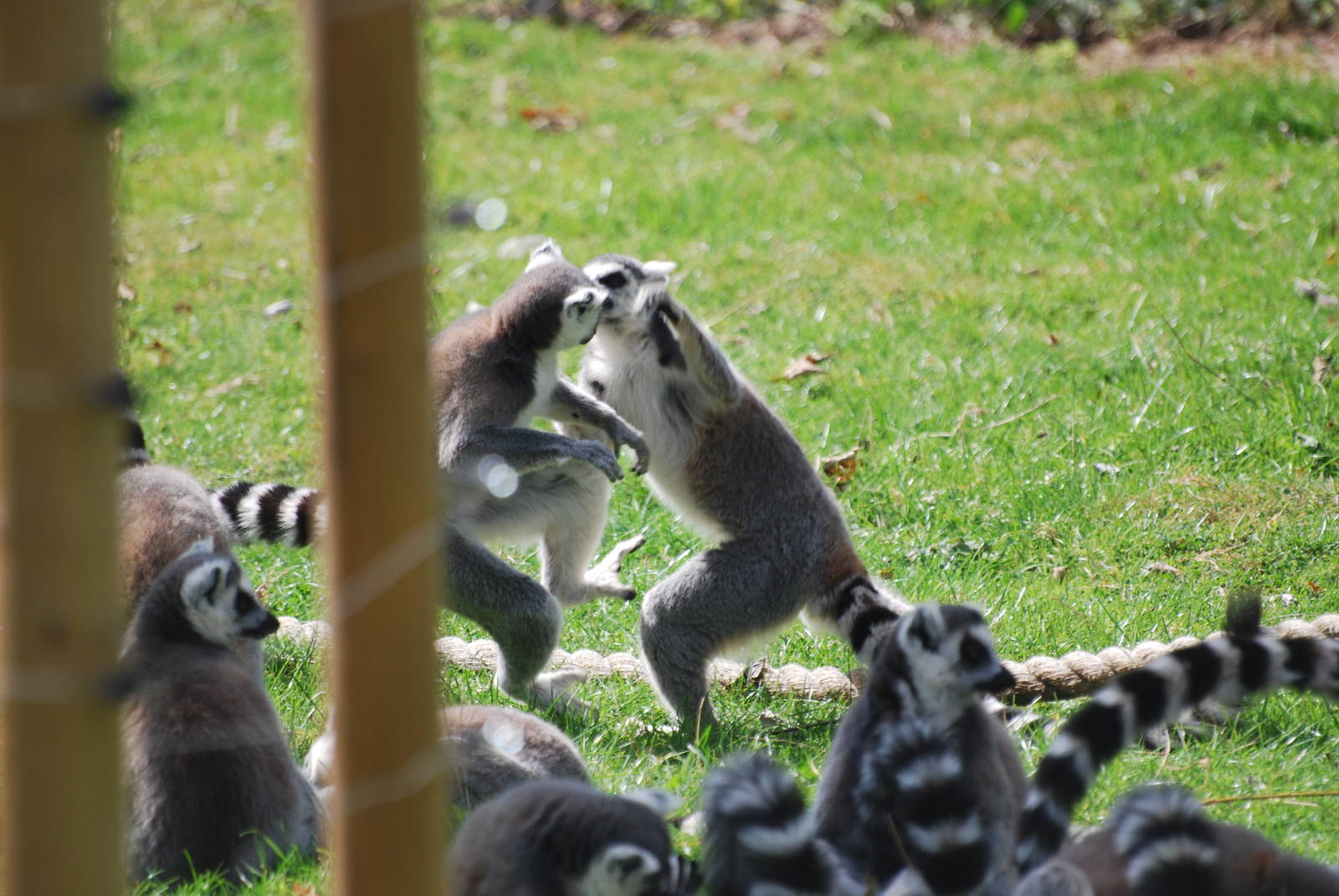 Ring-tailed lemurs