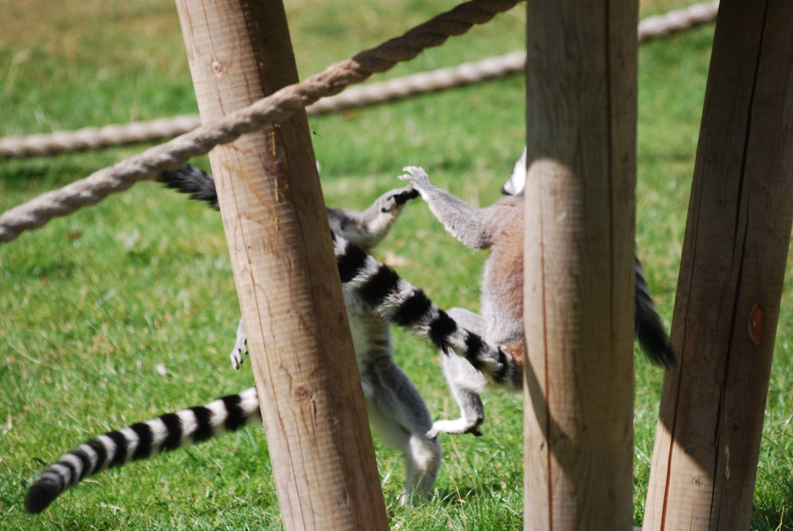Ring-tailed lemurs
