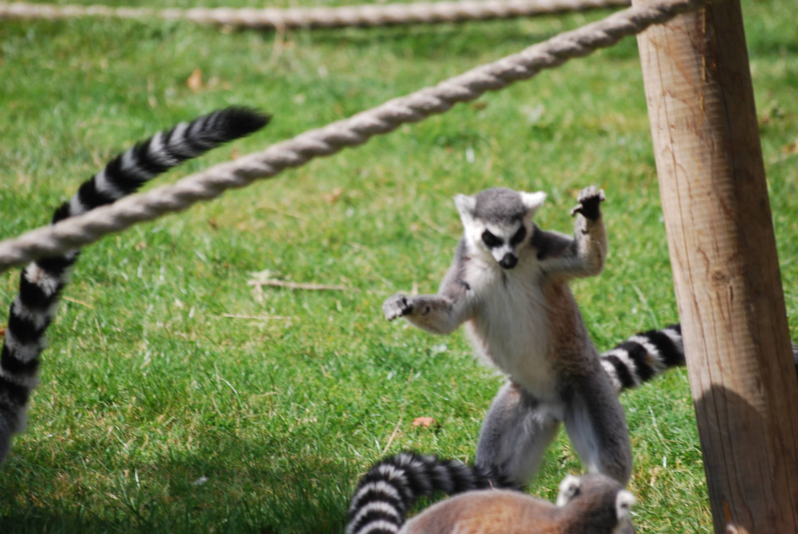 Ring-tailed lemurs
