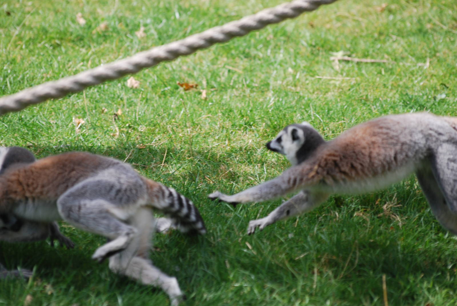 Ring-tailed lemurs