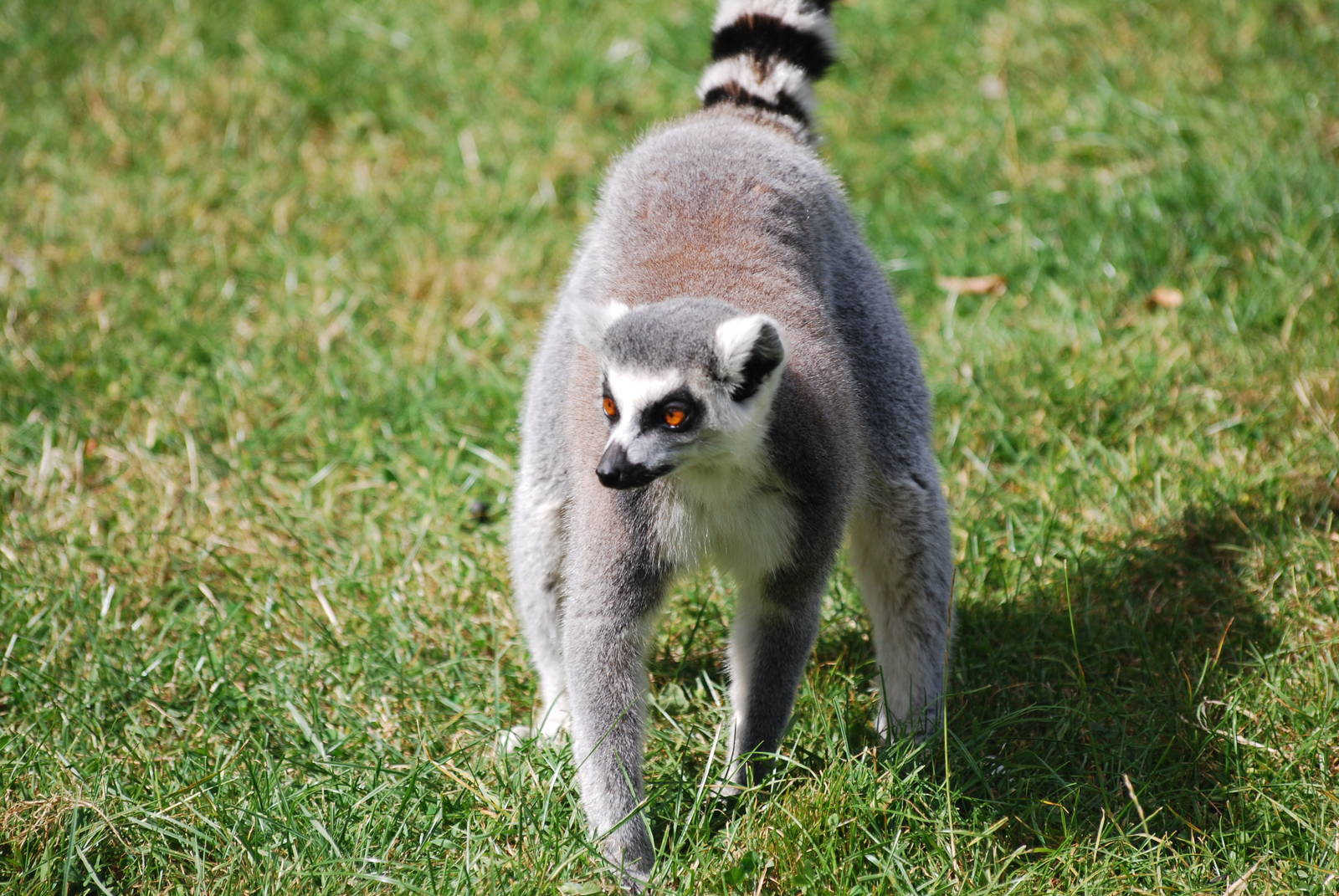 Ring-tailed lemurs