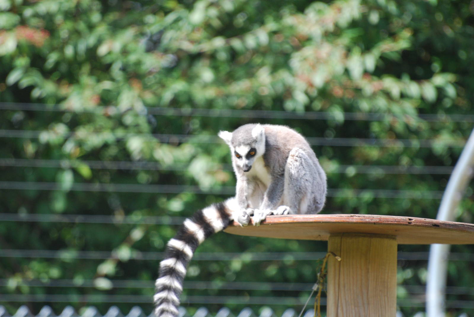 Ring-tailed lemurs