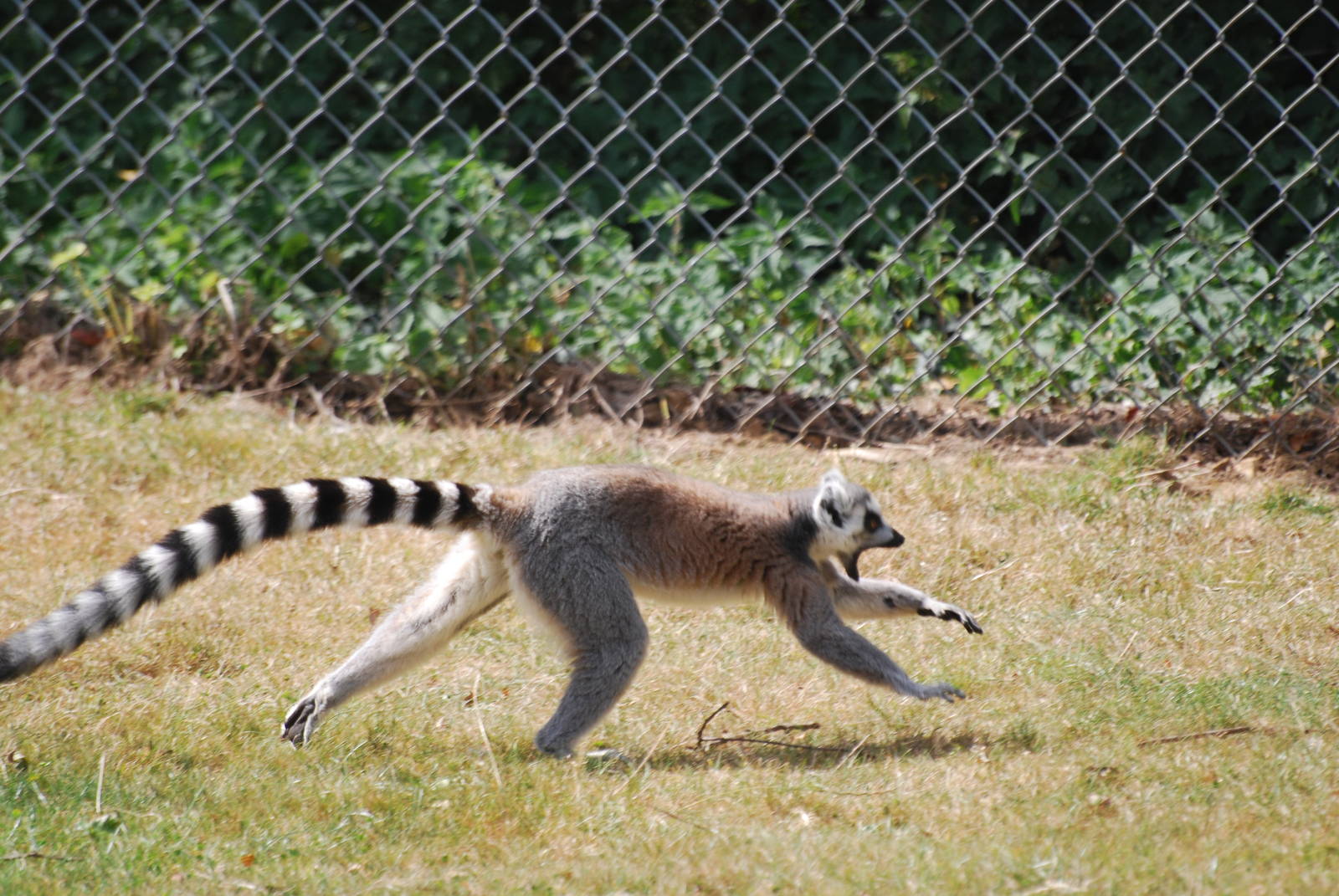 Ring-tailed lemurs