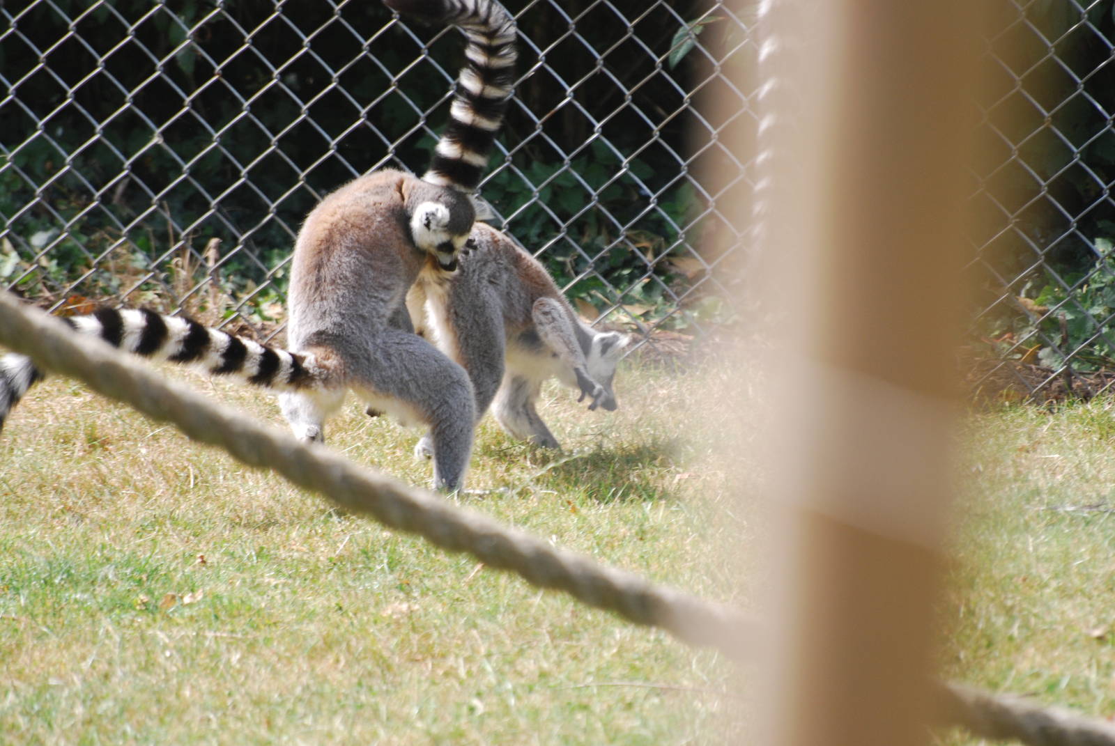 Ring-tailed lemurs