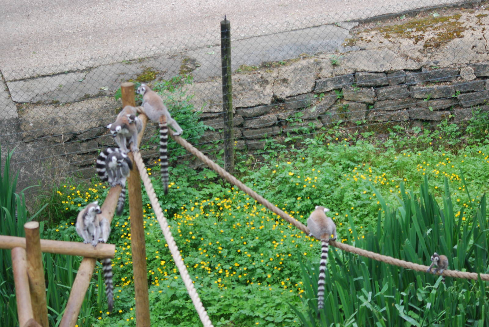 Ring-tailed lemurs