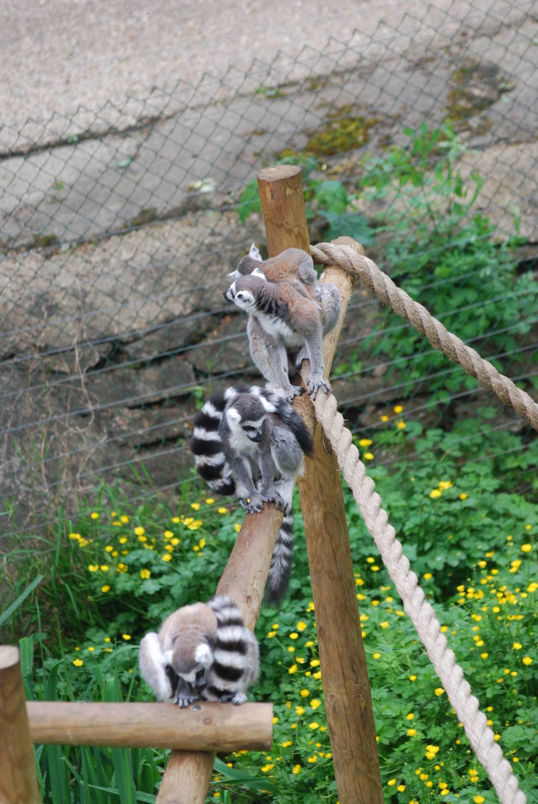Ring-tailed lemurs