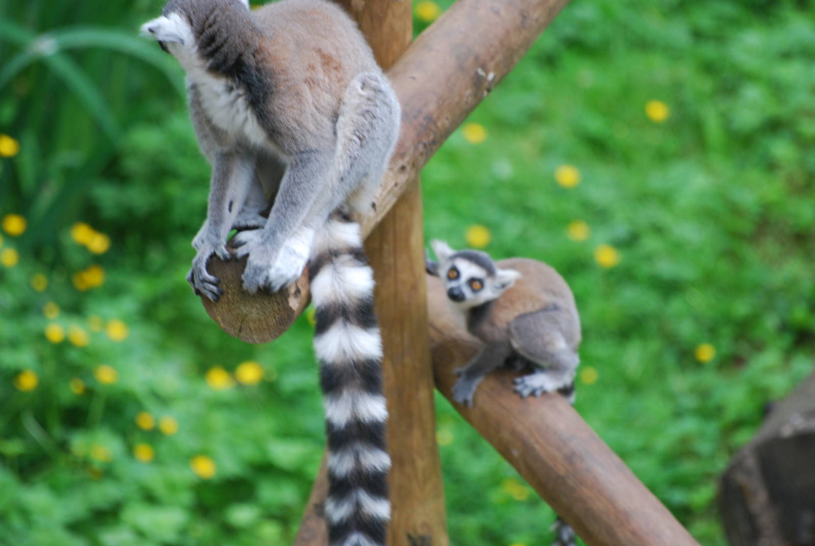 Ring-tailed lemurs