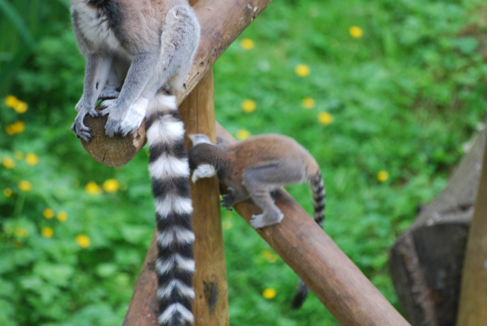 Ring-tailed lemurs