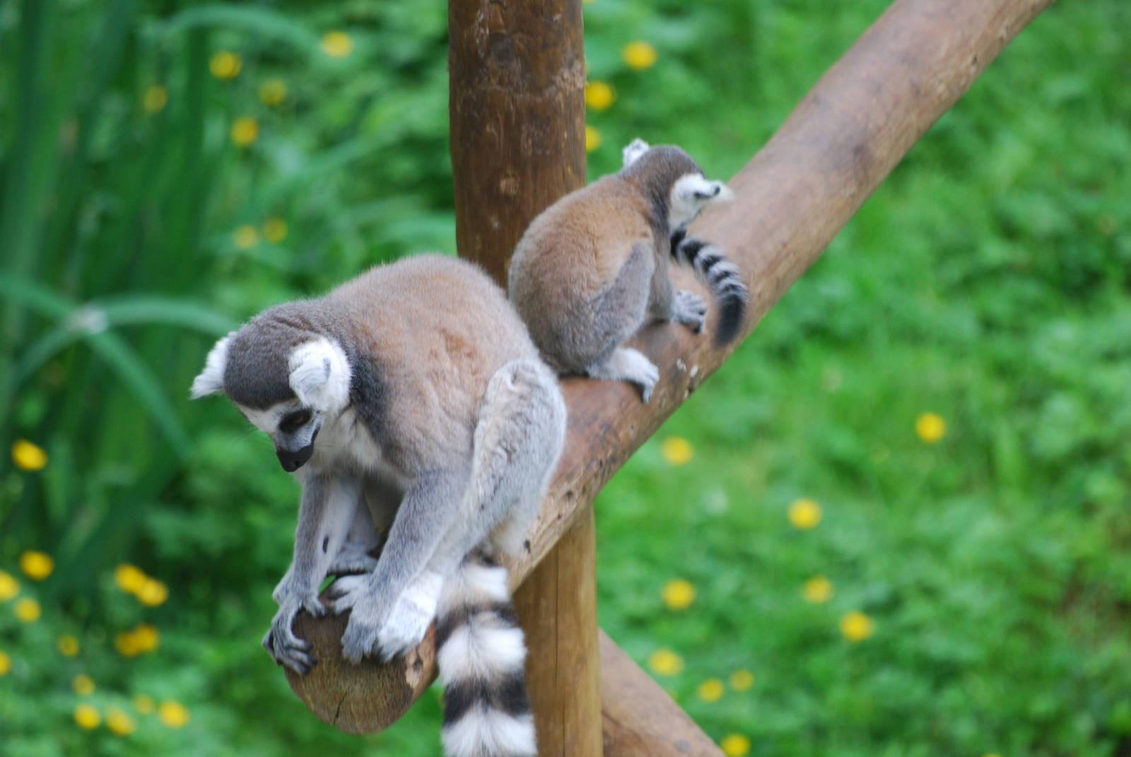 Ring-tailed lemurs