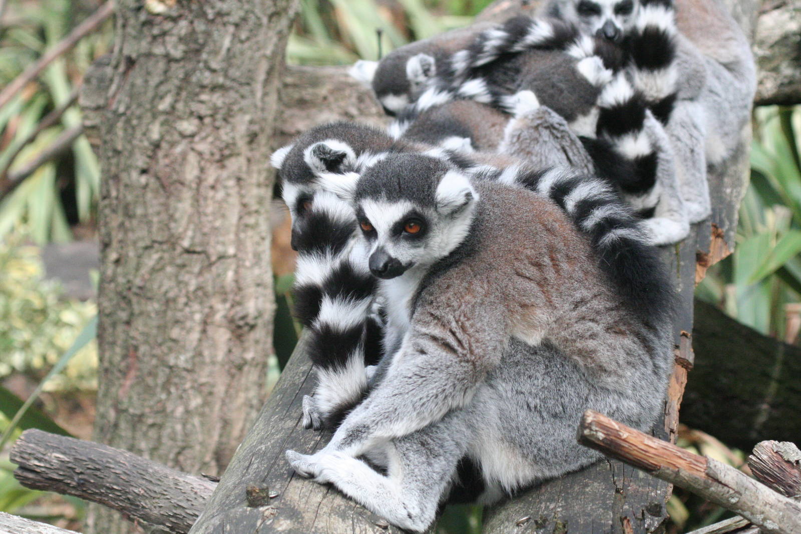ring-tailed lemurs
