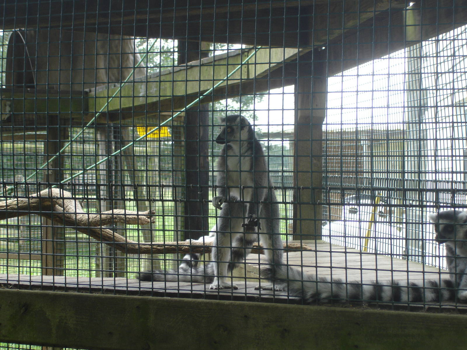 Ring Tailed Lemurs