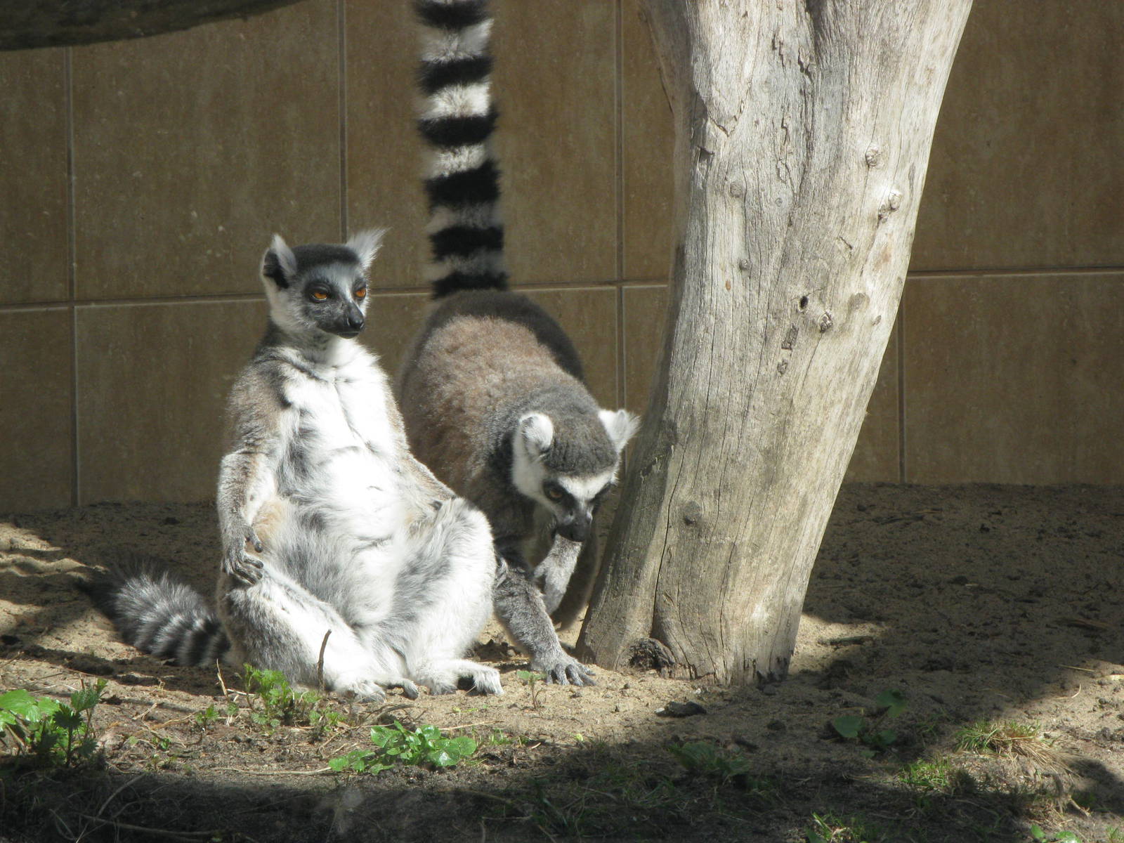 Ring-tailed lemurs