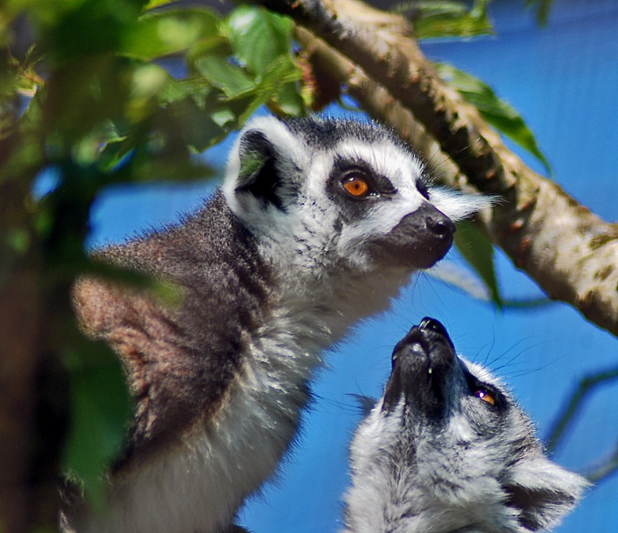 Ring Tailed Lemurs
