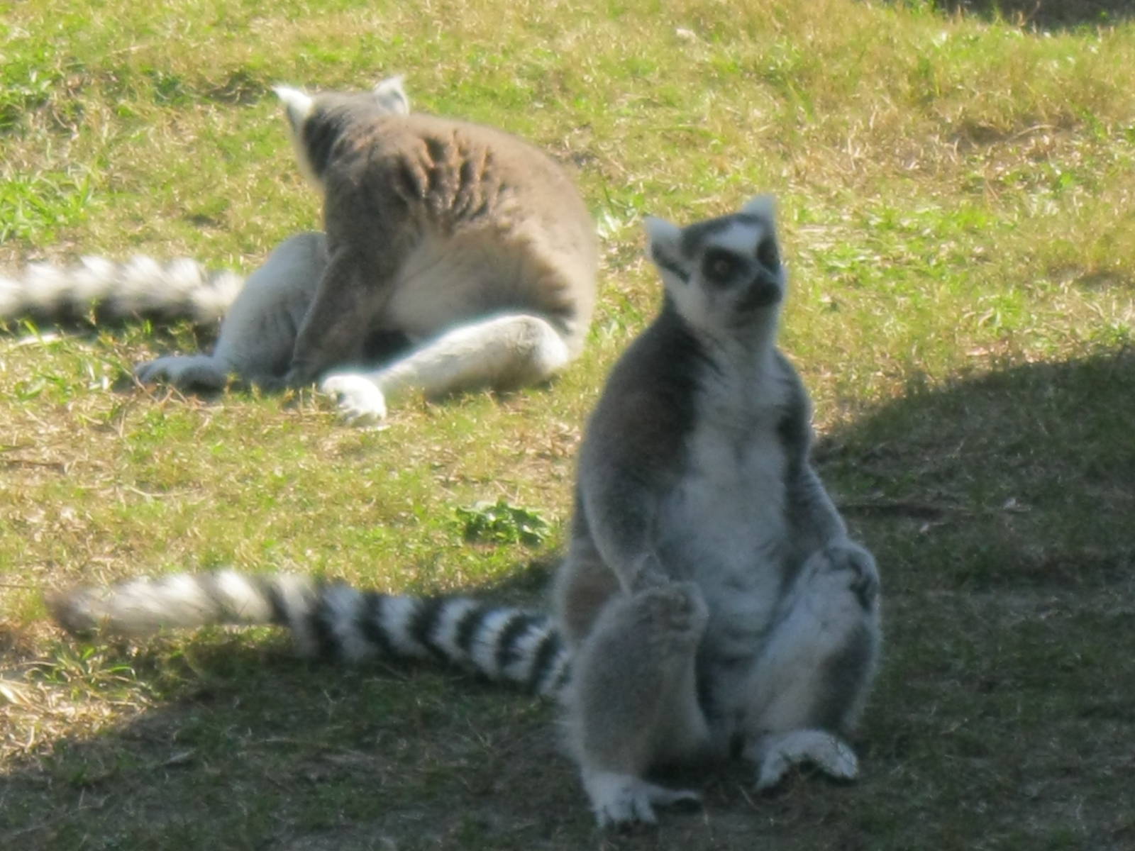 Ring-Tailed Lemurs