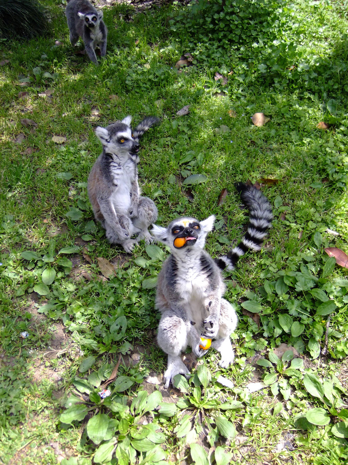 Ring-tailed Lemurs
