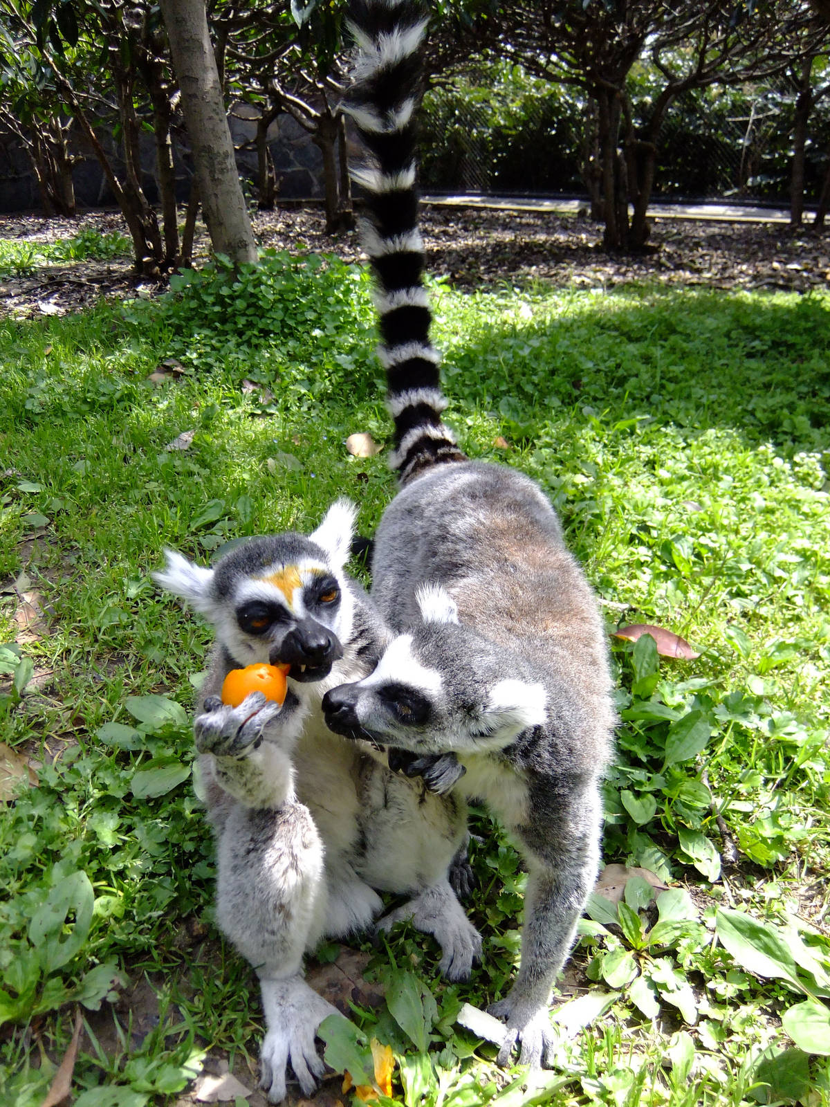Ring-tailed Lemurs