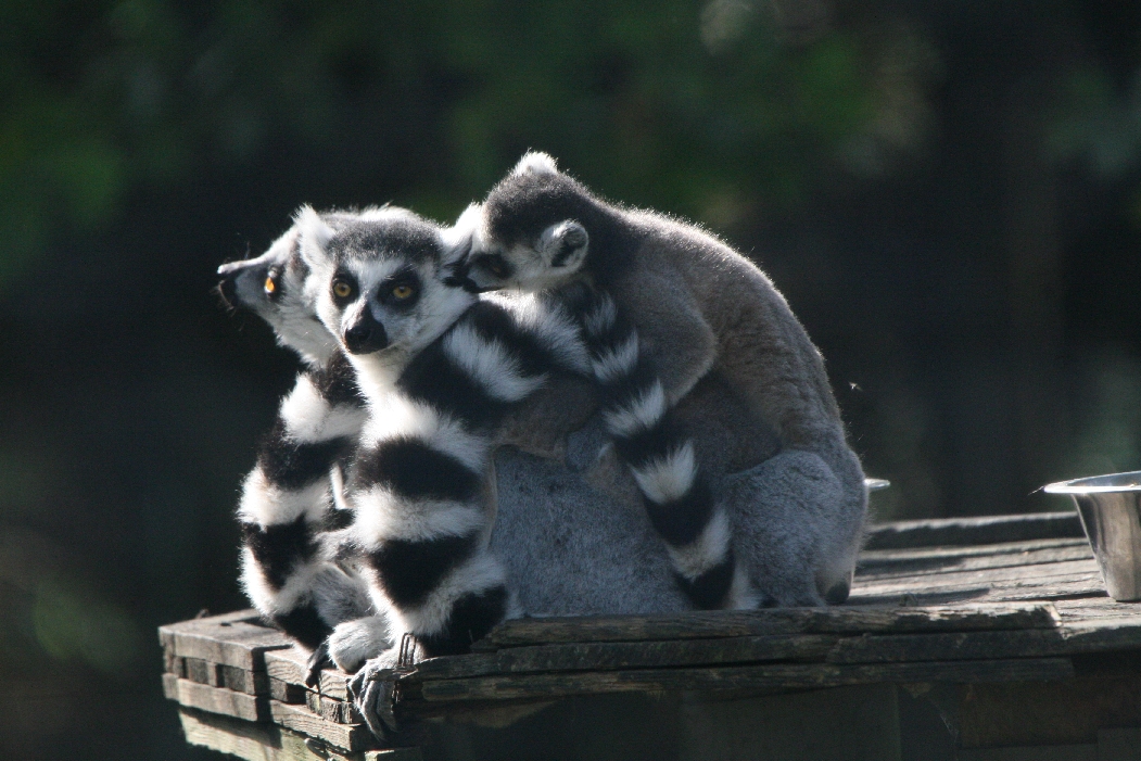 Ring-Tailed Lemurs