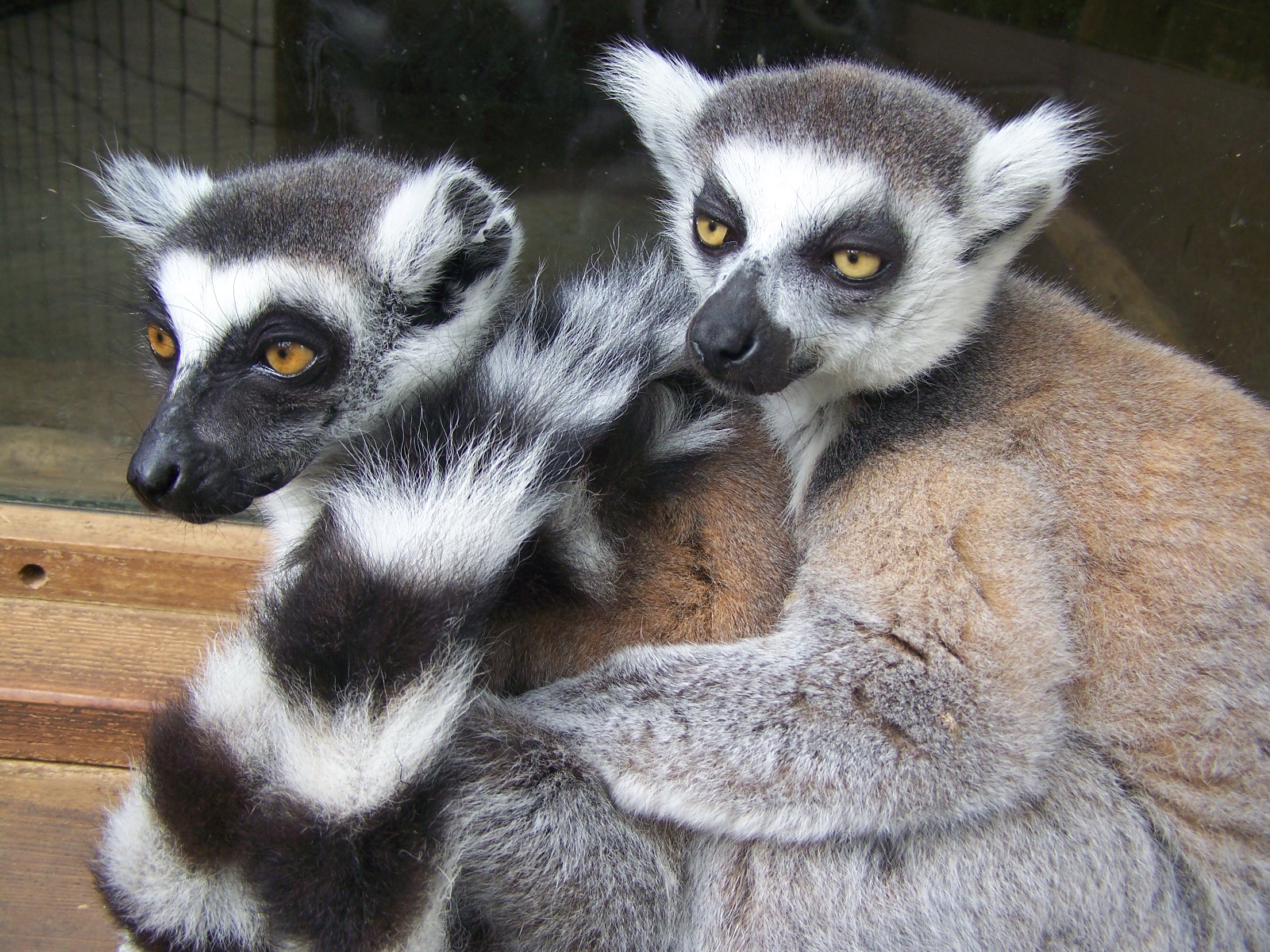 Ring-tailed lemurs