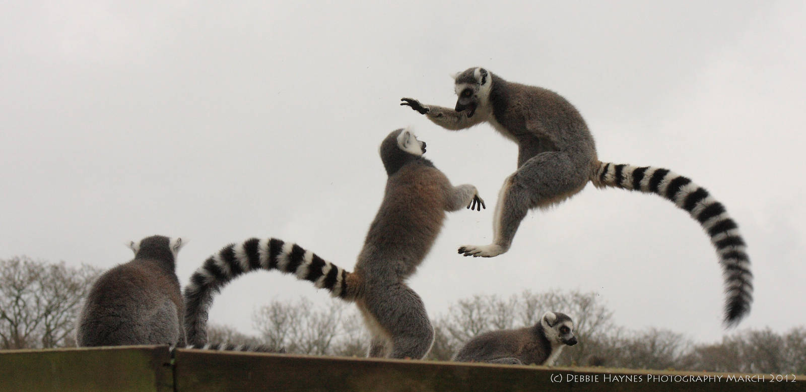 Ring Tailed Lemurs