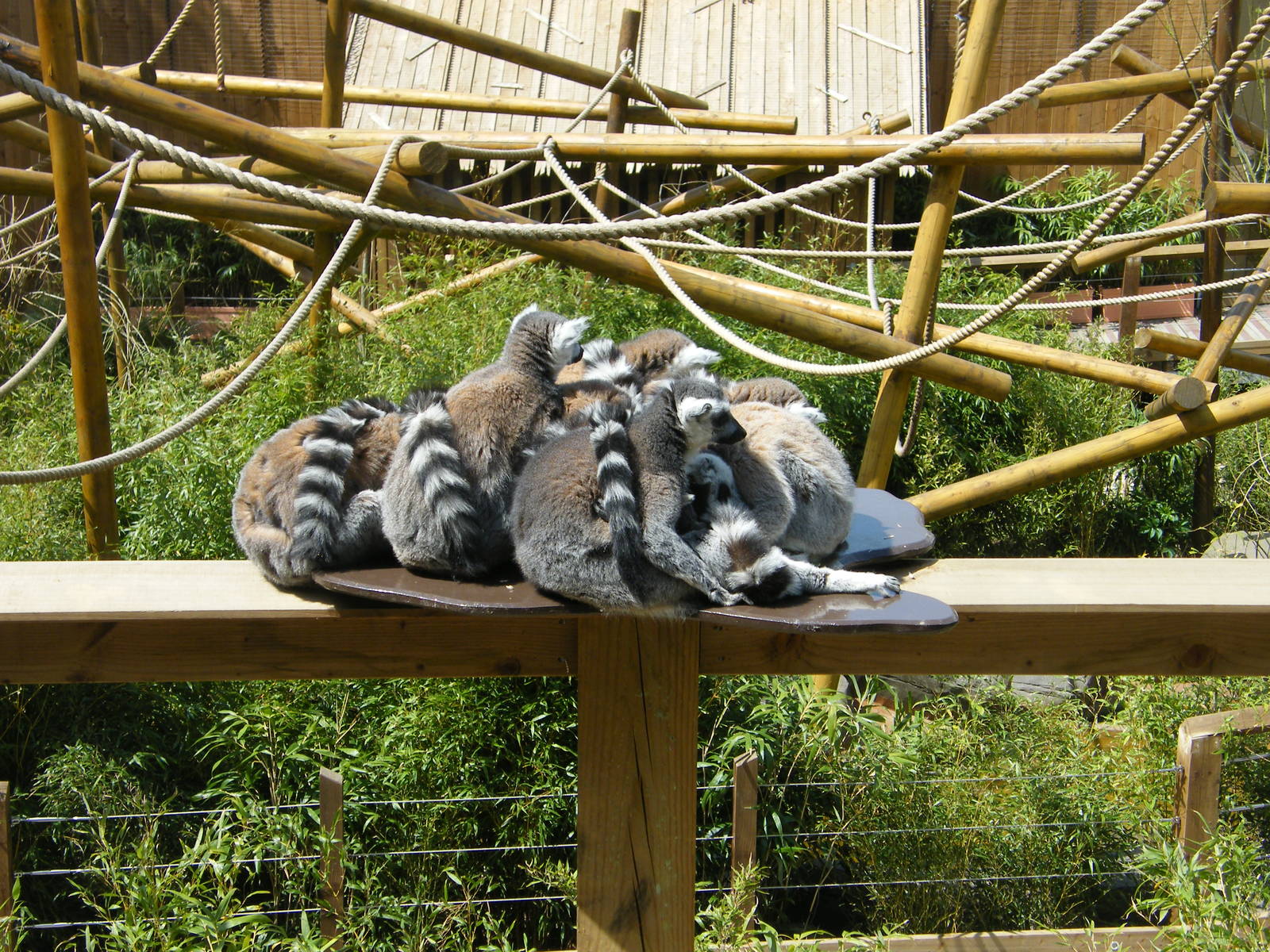 Ring-Tailed Lemurs
