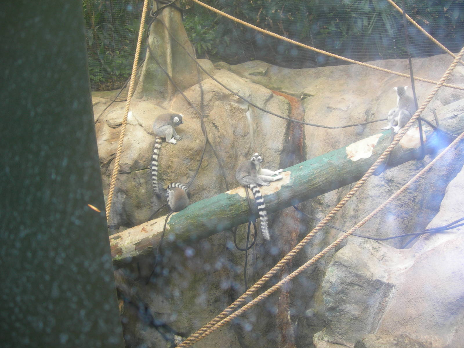 Ring Tailed Lemurs