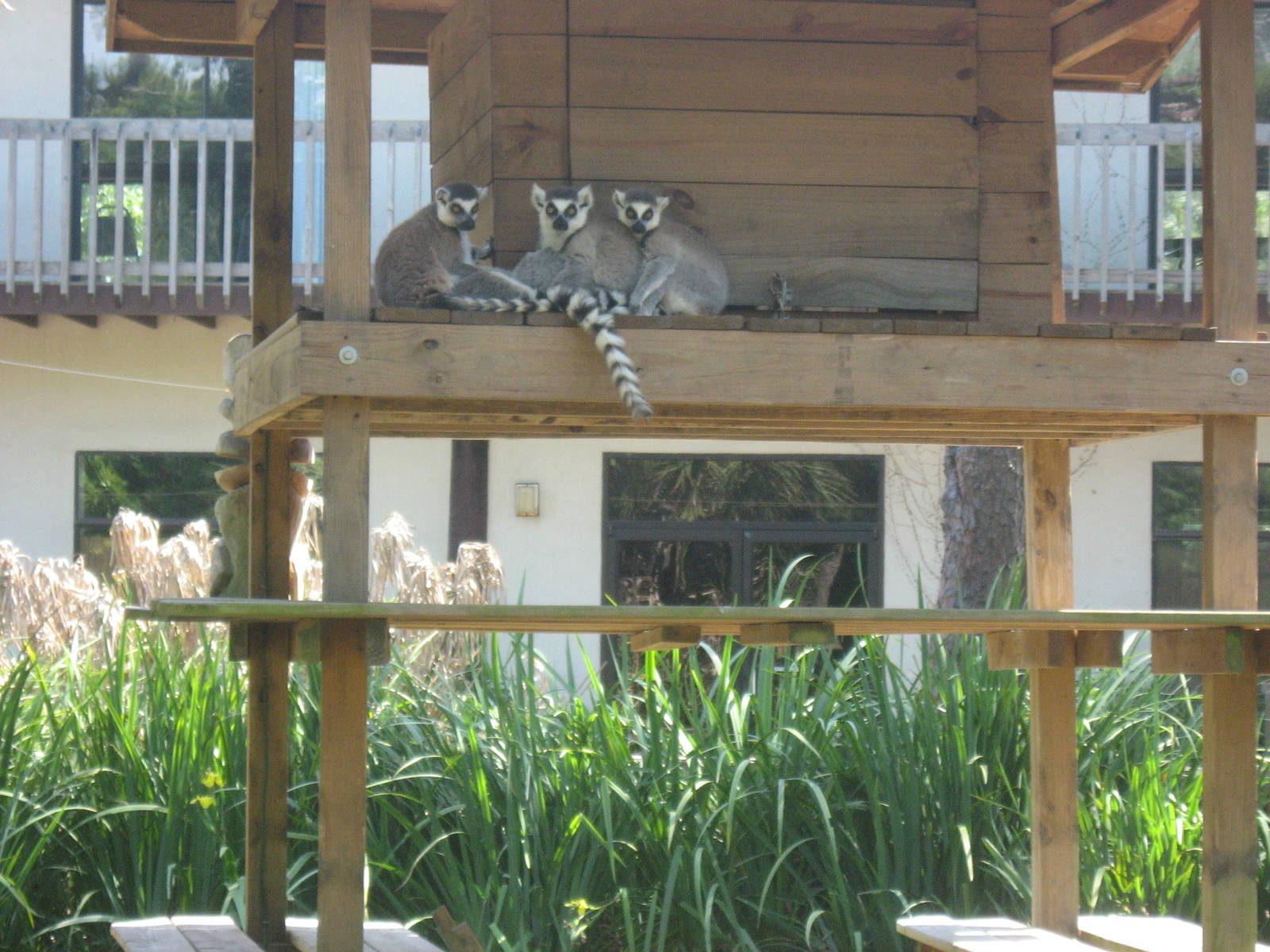Ring tailed lemurs