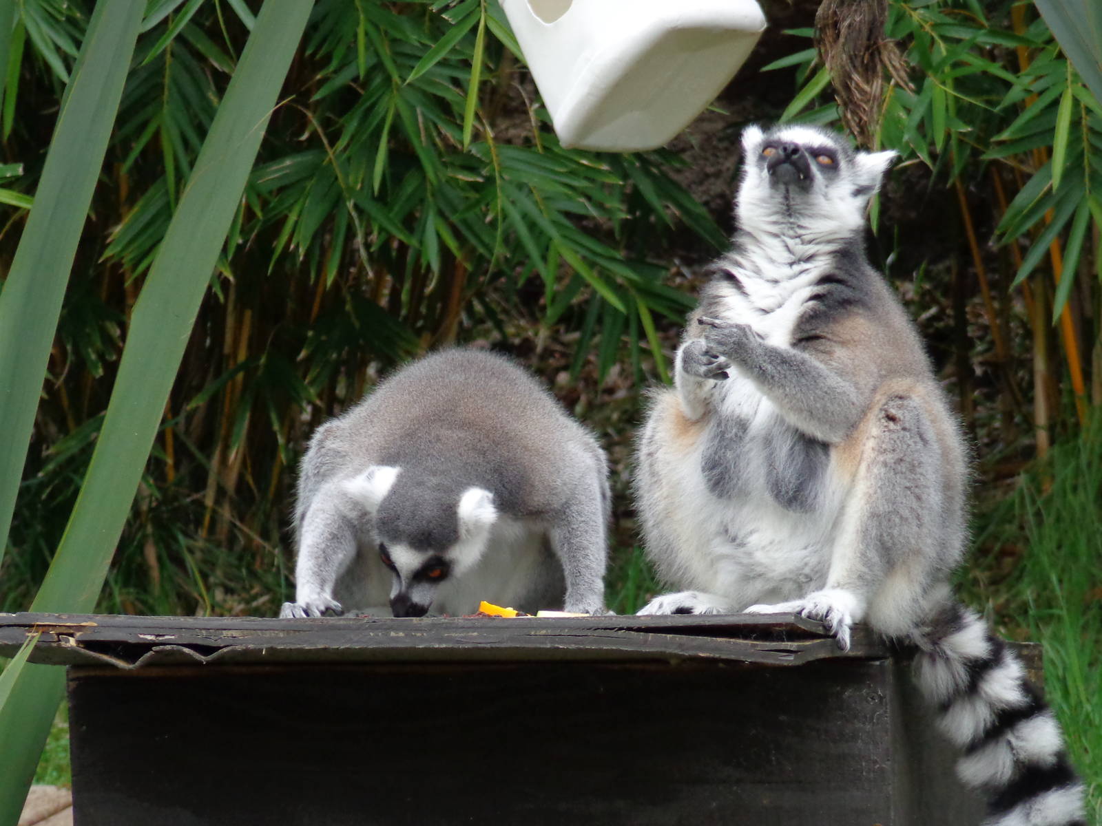 Ring-tailed Lemurs